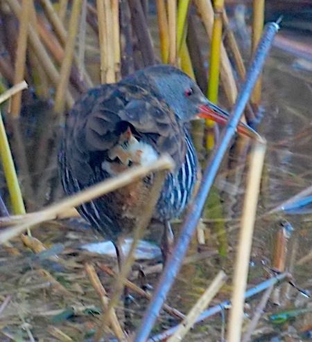 Porciglione  - Angelo Pasqua