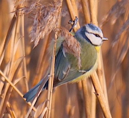 Cinciarella  - Angelo Pasqua