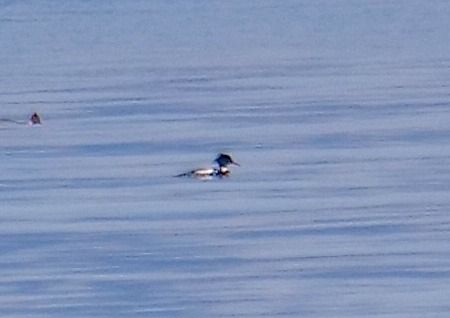 Smergo minore  - Angelo Pasqua