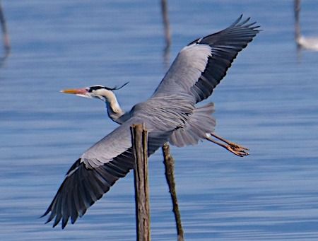 Airone cenerino  - Angelo Pasqua
