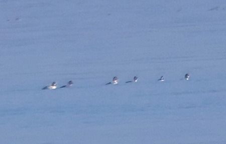 Quattrocchi  - Angelo Pasqua