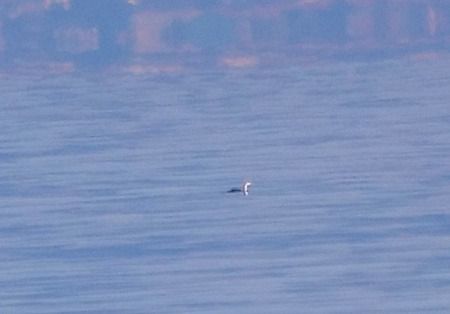 Strolaga minore  - Angelo Pasqua