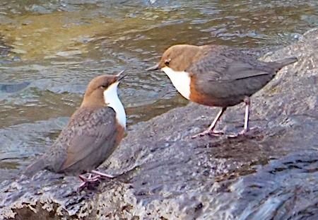 Merlo acquaiolo  - Angelo Pasqua