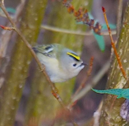 Regolo  - Angelo Pasqua