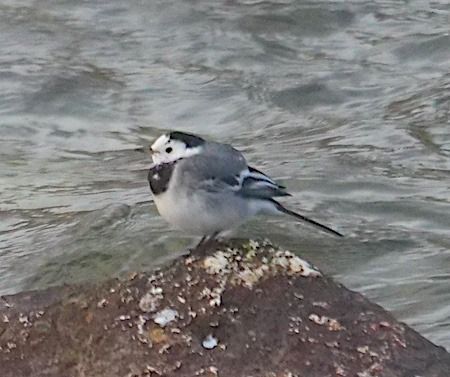 Ballerina bianca  - Angelo Pasqua