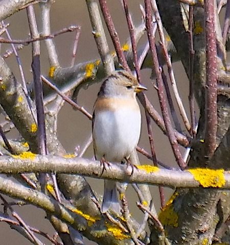 Peppola  - Angelo Pasqua