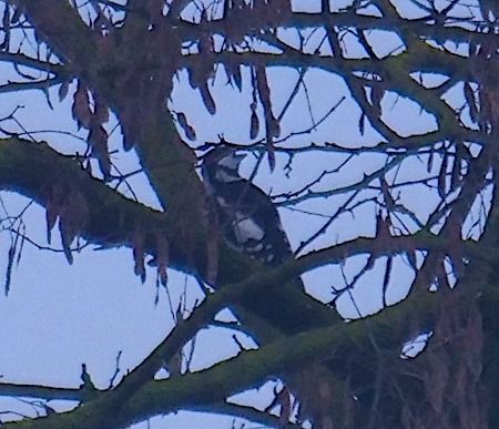 Picchio rosso maggiore  - Angelo Pasqua