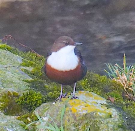 Merlo acquaiolo  - Angelo Pasqua