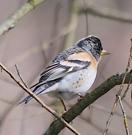 Peppola  - Angelo Pasqua