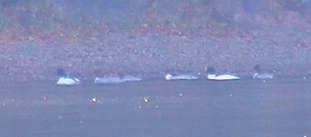 Smergo maggiore  - Angelo Pasqua