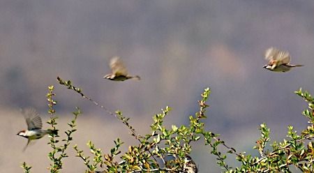 Passera d'Italia  - Angelo Pasqua