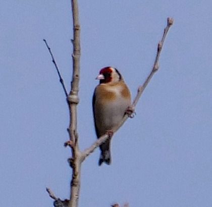 Cardellino  - Angelo Pasqua
