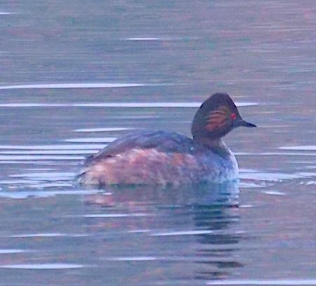 Tuffetto  - Angelo Pasqua
