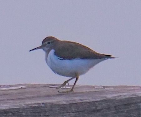 Piro-piro piccolo  - Angelo Pasqua