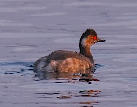 Svasso piccolo  - Angelo Pasqua