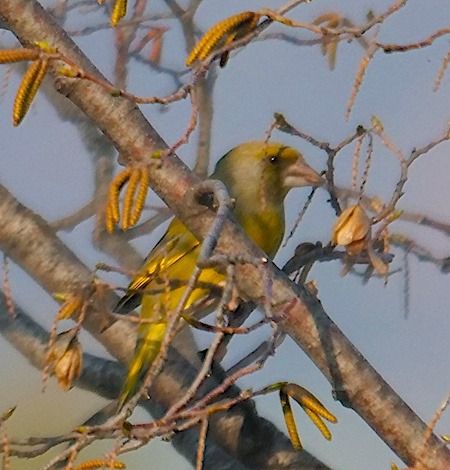 Verdone  - Angelo Pasqua