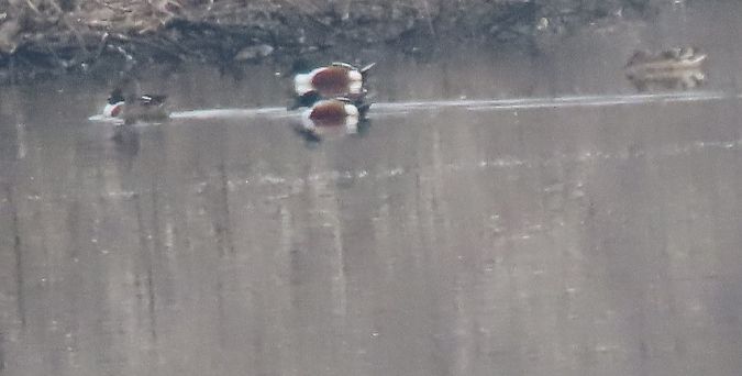 Mestolone  - Roberto Boscaini