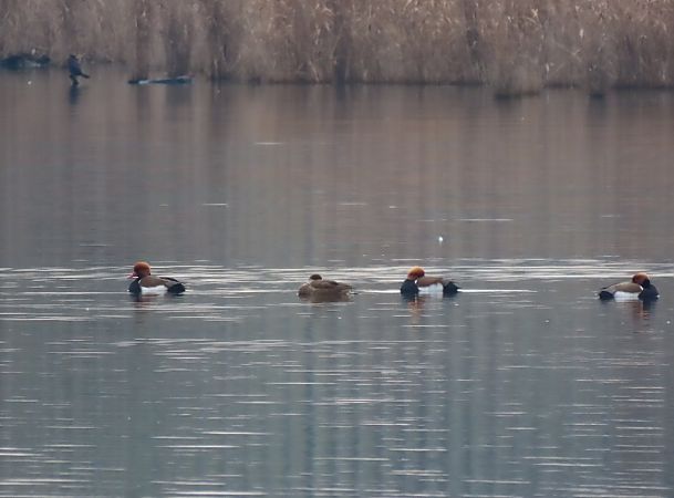 Fistione turco  - Roberto Boscaini