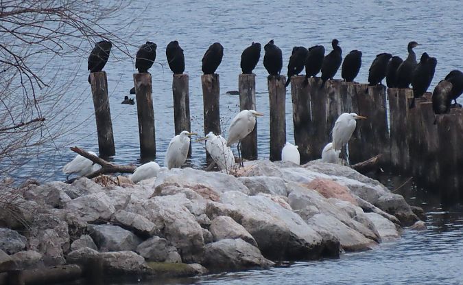Airone bianco  - Roberto Boscaini