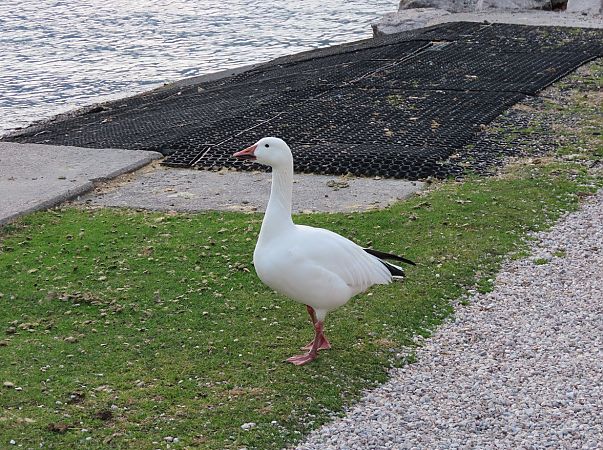 Oca delle nevi  - Roberto Boscaini