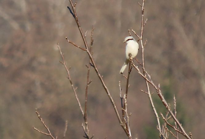 Averla maggiore  - Roberto Boscaini