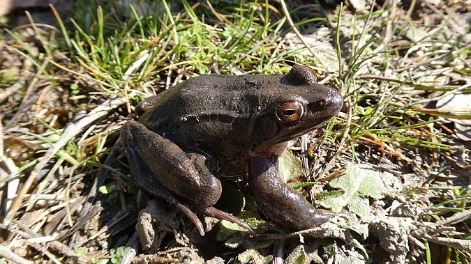 Rana dalmatina  - Massimo Gigante