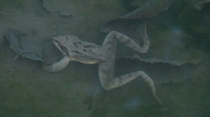 Springfrosch  - Massimo Gigante