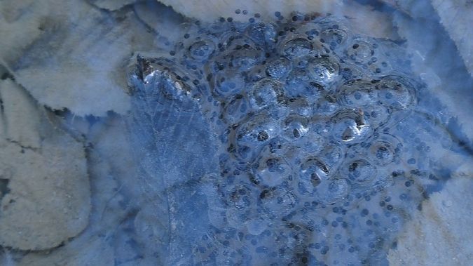 Rana dalmatina  - Massimo Gigante