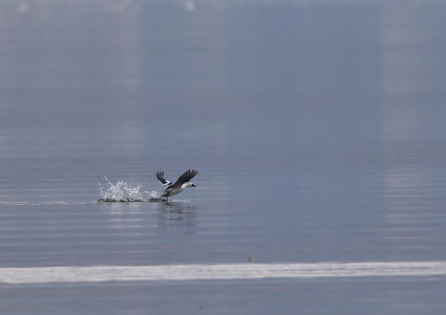 Pesciaiola  - Luigi Gennari
