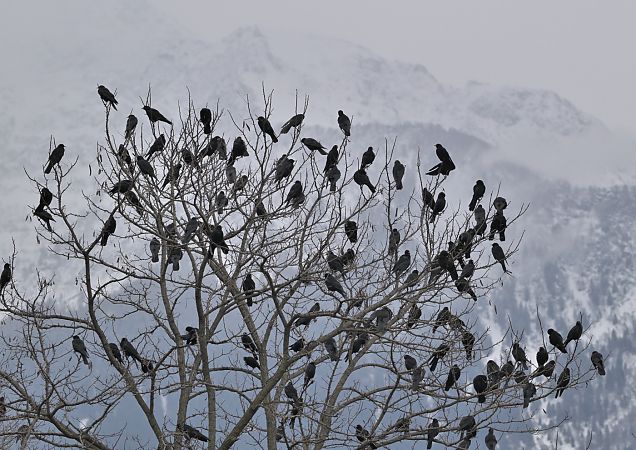 Gracchio alpino  - Luigi Gennari