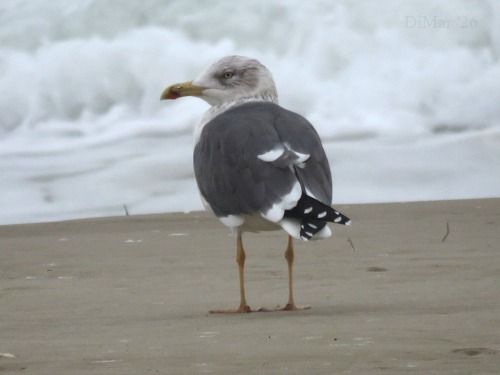 Zafferano  - Dimitri Marrone