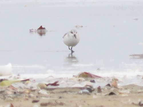 Piovanello tridattilo  - Dimitri Marrone