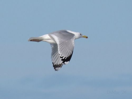 Gabbiano pontico  - Dimitri Marrone