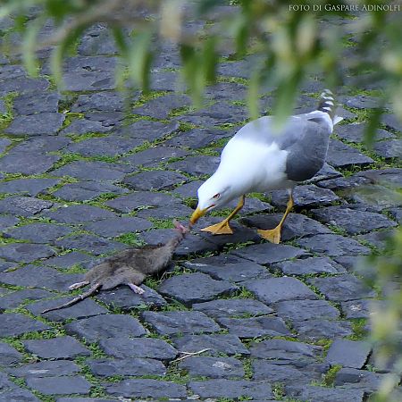 Gabbiano reale  - Gaspare Adinolfi