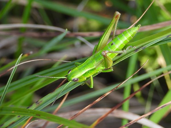 Euthystira brachyptera  - Mirko Tomasi