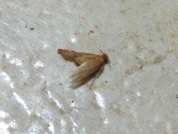 Tineola bisselliella  - Mirko Tomasi