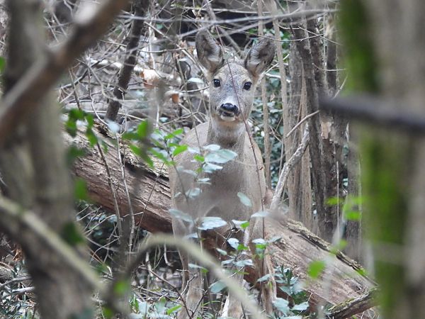 Capriolo  - Mirko Tomasi
