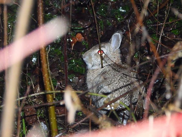 Wildkaninchen  - Mirko Tomasi
