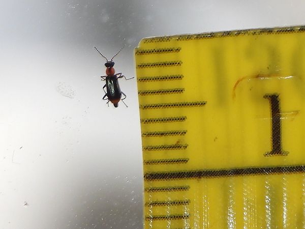 Attalus minimus  - Mirko Tomasi