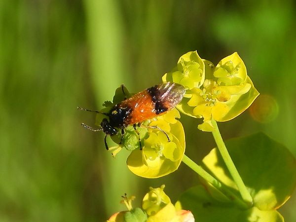 Arge cyanocrocea  - Mirko Tomasi