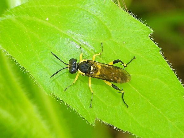 Macrophya montana  - Mirko Tomasi