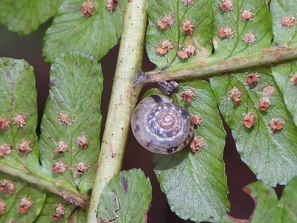 Hygromia cinctella  - Mirko Tomasi