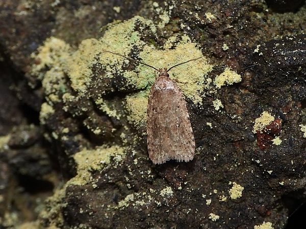Agonopterix heracliana  - Mirko Tomasi