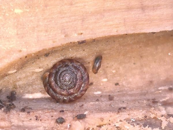 Discus rotundatus  - Mirko Tomasi