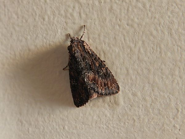 Mniotype solieri  - Mirko Tomasi