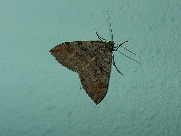 Aplocera plagiata  - Mirko Tomasi