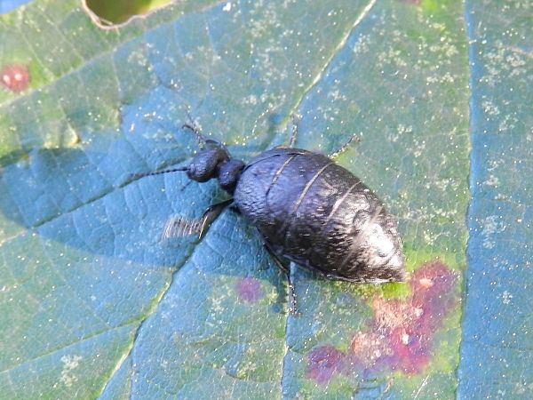 Meloe rugosus  - Mirko Tomasi