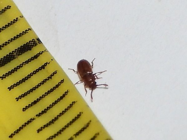 Cryptophagus scanicus  - Mirko Tomasi