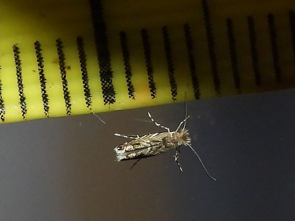 Macrosaccus robiniella  - Mirko Tomasi