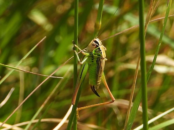 Roesel's Bush-cricket  - Mirko Tomasi